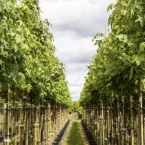 Alle bomen
