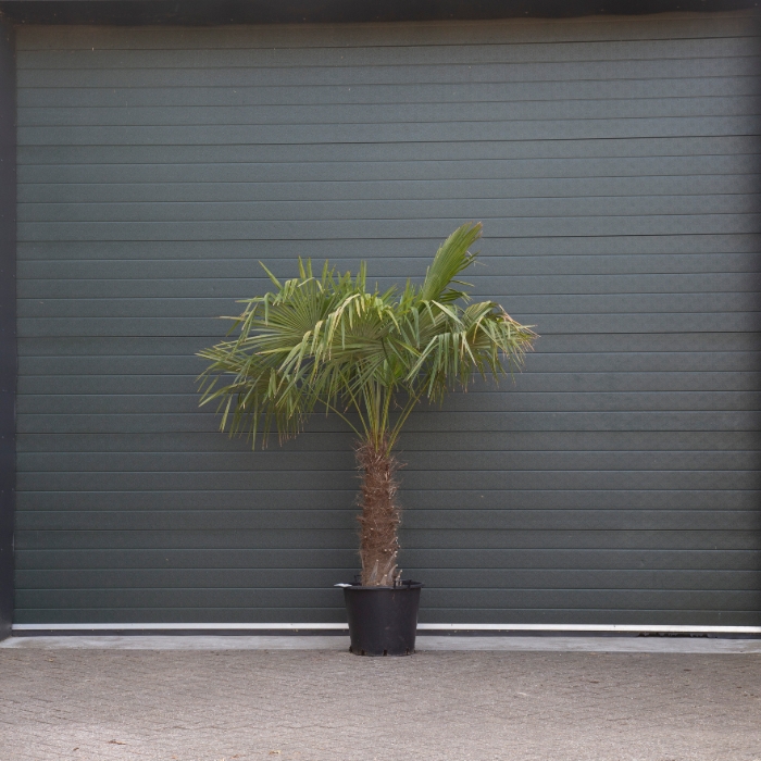 Chinese waaierpalm 70 cm stamhoogte
