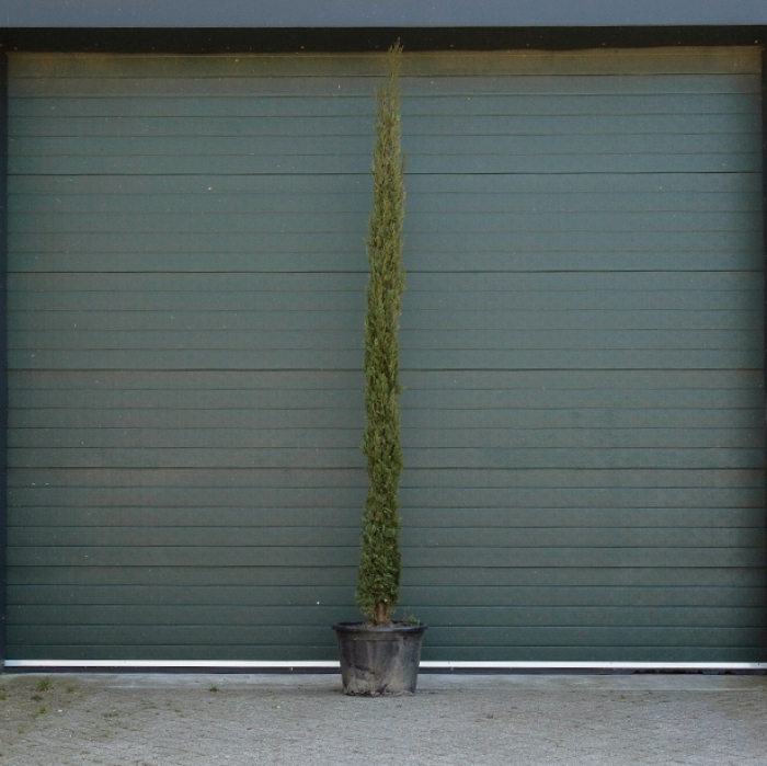 Italiaanse cipresboom 300 cm