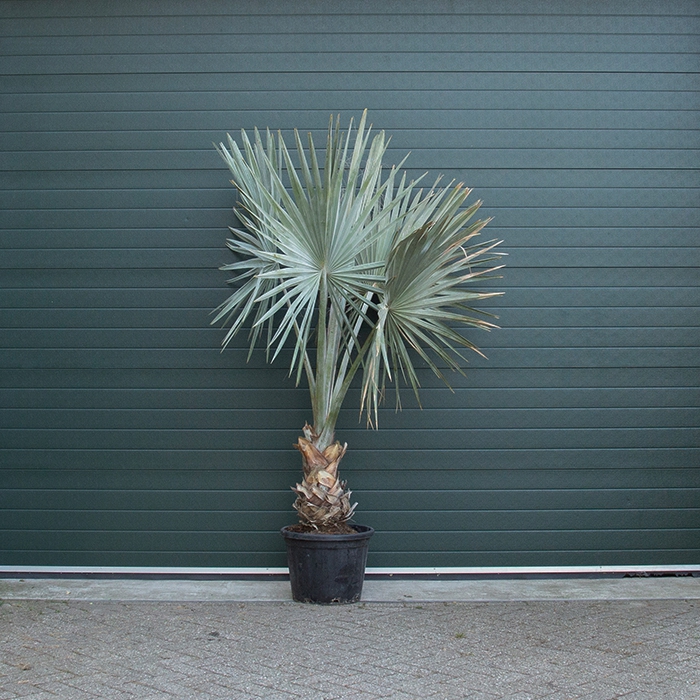 Bismarck palm