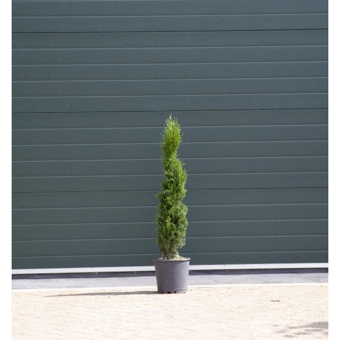 Italiaanse cipresboom 80 cm