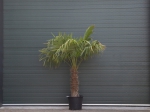 Chinese waaierpalm 70 cm stamhoogte