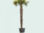 Chinese waaierpalm 290 cm stamhoogte