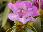 Rhododendron Catawbiense grandiflorum