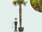 Chinese waaierpalm 290 cm stamhoogte