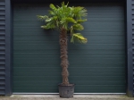 Chinese waaierpalm 220 cm stamhoogte
