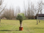 Yucca rostrata palmlelie