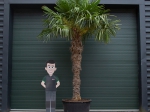 Chinese waaierpalm 190 cm stamhoogte