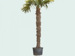 Chinese waaierpalm 280 cm stamhoogte