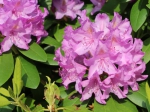Rhododendron Catawbiense boursault