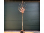 Japanse sierkers 'Autumnalis Rosea'