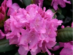 Rhododendron Roseum elegans