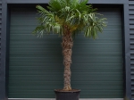 Chinese waaierpalm 190 cm stamhoogte