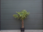 Chinese waaierpalm 60 cm stamhoogte