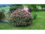 Rhododendron Percy wiseman