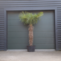 Chinese waaierpalm 180 cm stamhoogte