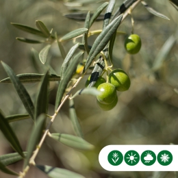 Bol olijfboom