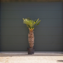 Wagner palm 120 cm stamhoogte