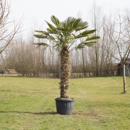 Levering pop Ontwarren Palmboom kopen - winterharde palmbomen v/a €29,95 | Bomenbezorgd