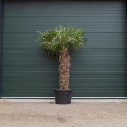 Chinese waaierpalm 140 cm stamhoogte
