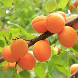 Abrikoos 'Tros Oranje' als leiboom