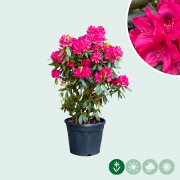 Rhododendron &#039;Nova Zembla&#039;