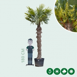 Chinese waaierpalm 240 cm stamhoogte