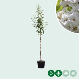 Pyrus c. 'Clapp's Favorite'