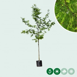 Vleugelnotenboom
