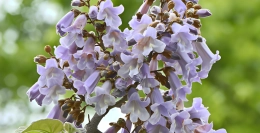 Welke bomen hebben blauwe bloemen?