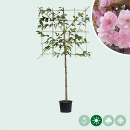 Japanse sierkers leiboom