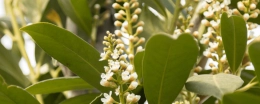 Top 7 bladhoudende meerstammige bomen