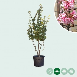 Viburnum meerstammig