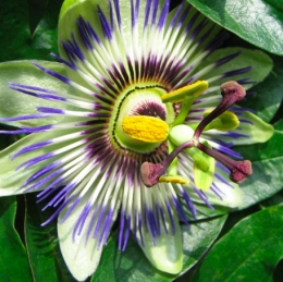 Overige klimplanten