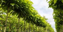 Alle voordelen en nadelen van de bolcatalpa