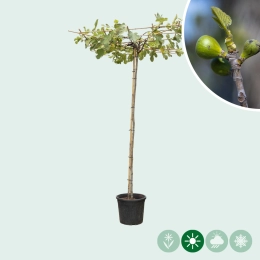 Vijgenboom dakboom