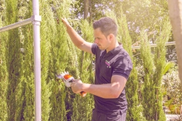 Bomen snoeien: waarom, wanneer en hoe?