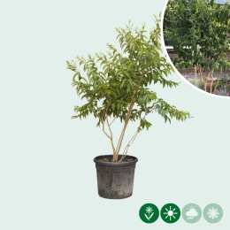 Zevenzonenboom meerstammig