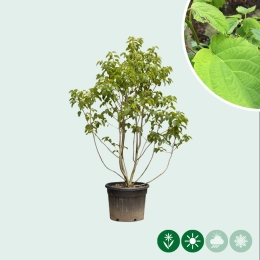 Zakdoekjesboom meerstammig