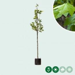 Platanenboom