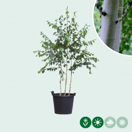 Berkenboom meerstammig