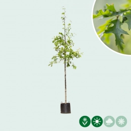 Eikenboom