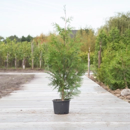 Conifeer Excelsa