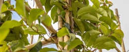 De beste leibomen voor in je voortuin