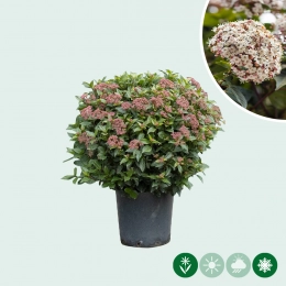 Viburnum bolvorm