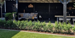 Voordelen en nadelen van de Portugese laurier