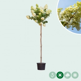 Hortensia op stam