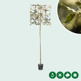 Steeneik als leiboom
