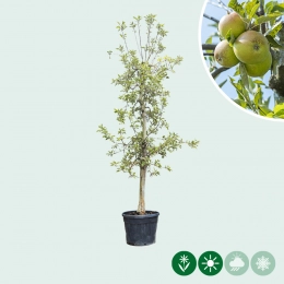 Oude appelboom