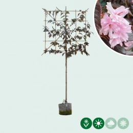 Rode Japanse sierkers leiboom